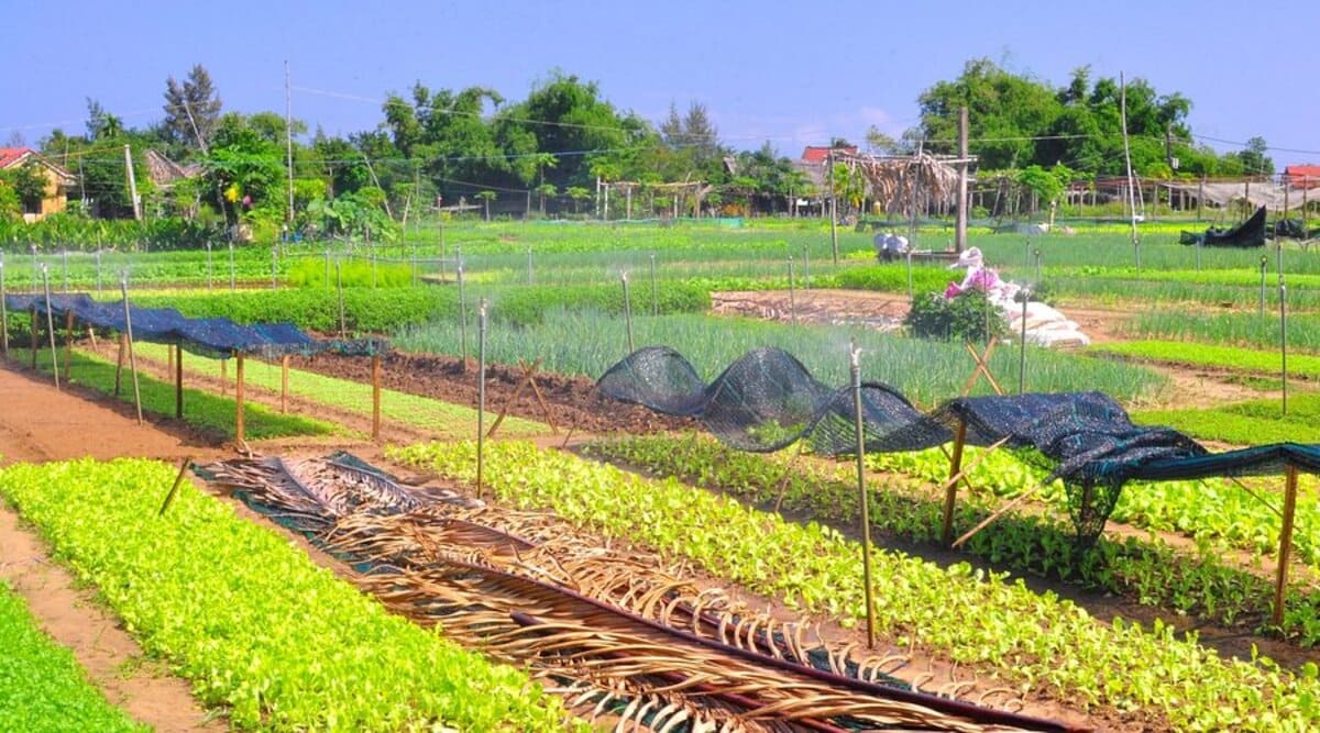 Tra Que Vegetable Village