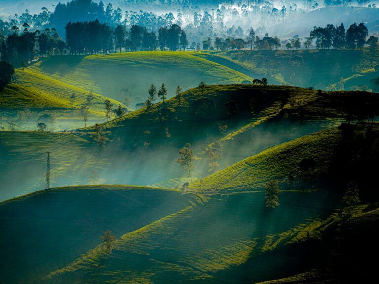 Misty morning light over rolling green tea plantation hills in West Java, Indonesia