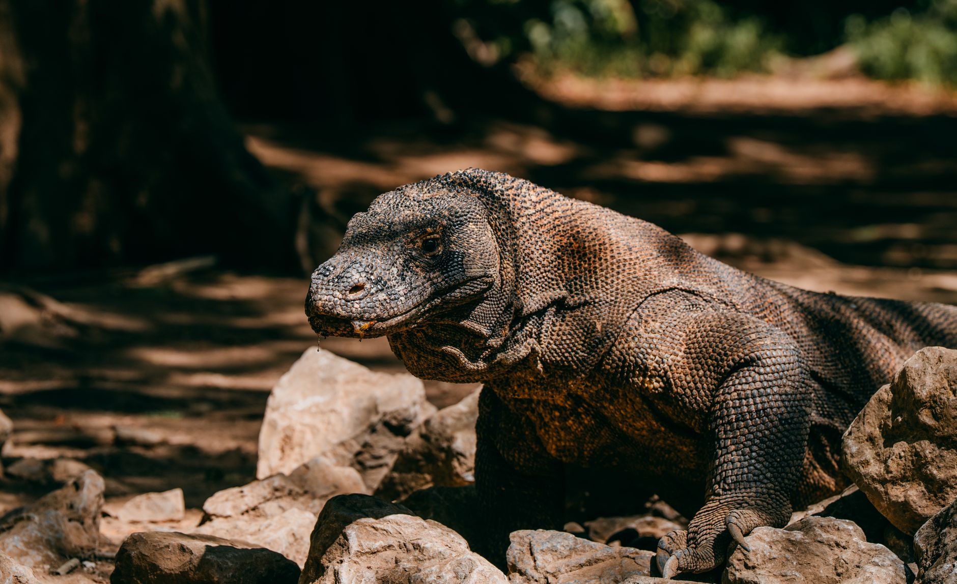 A Komodo dragon resting on rocks in its natural habitat, showing its full body, textured scales and powerful build