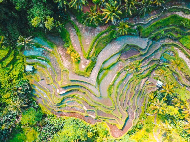 Aerial view of Bali's iconic rice terraces forming a lush green heart-shaped pattern among palm trees, Indonesia