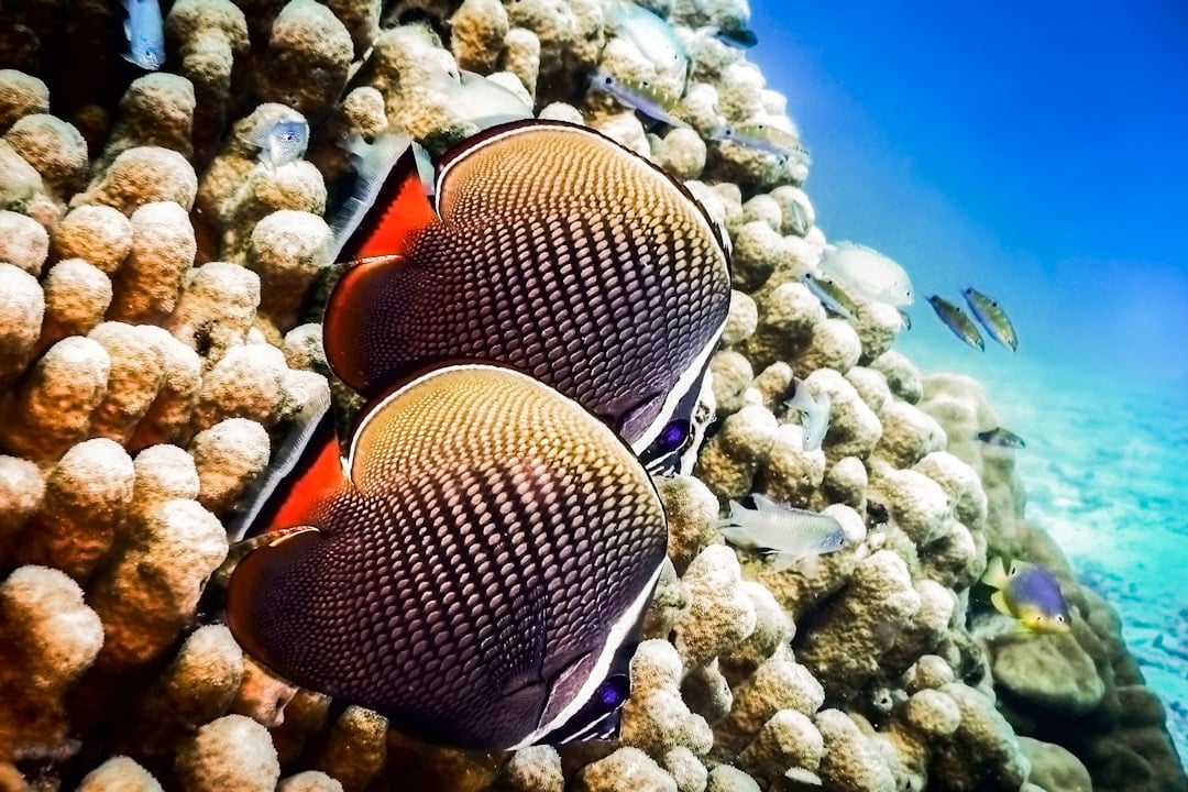 Two butterflyfish swimming over a coral reef in clear tropical water, Thailand