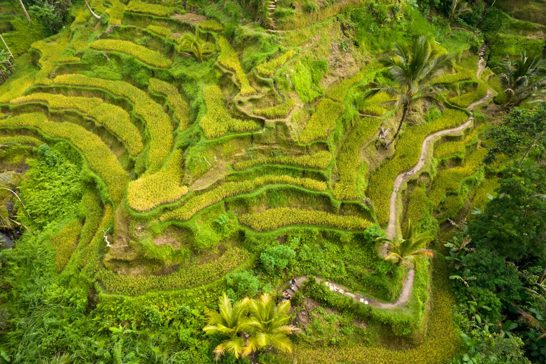 Aerial view of the stepped Tegallalang rice fields near Ubud, Bali, showing lush green terraced paddies and palm trees