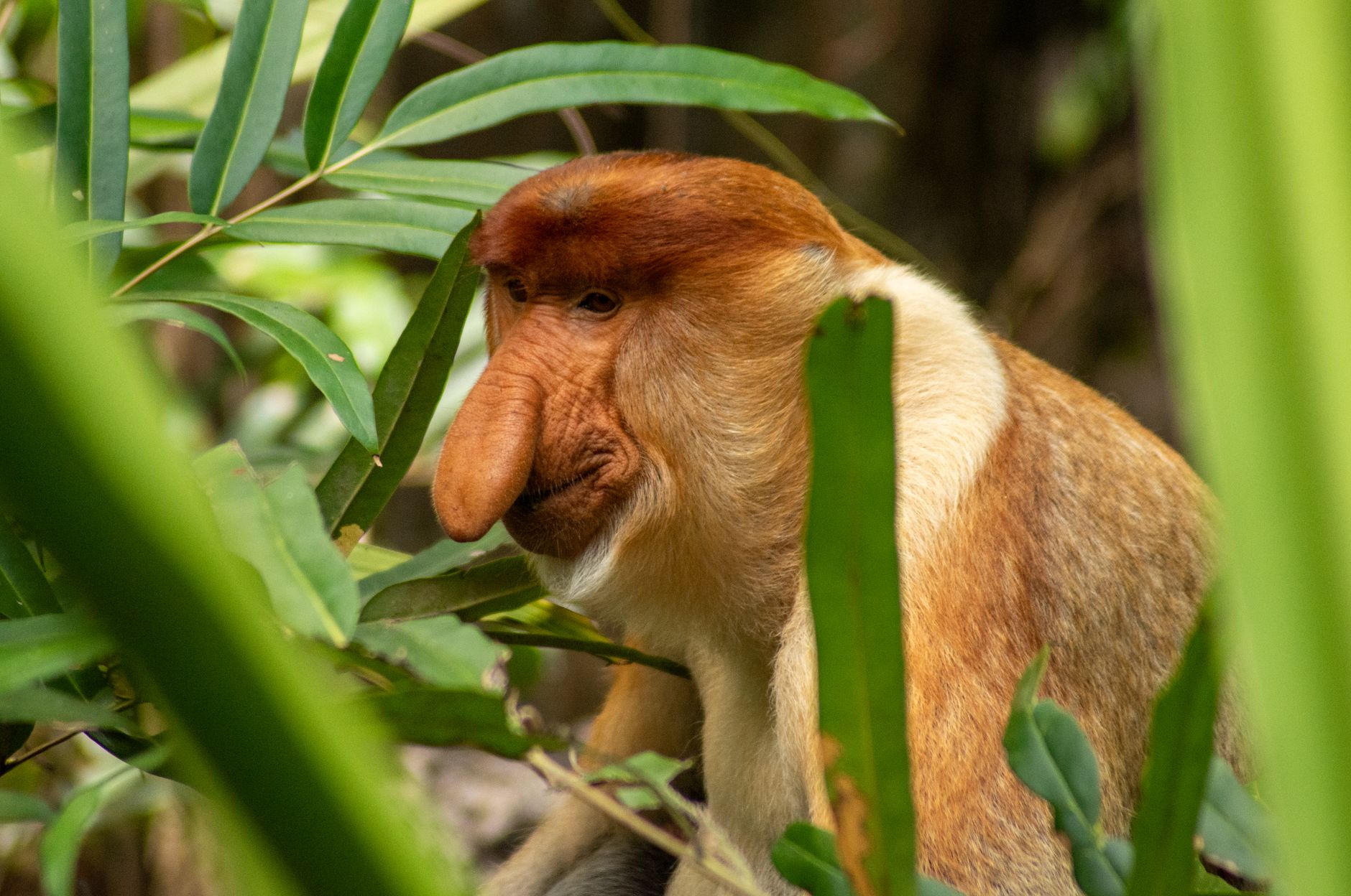 Close-up portrait of a proboscis monkey with its distinctive bulbous nose, partially hidden in rainforest foliage in Malaysian Borneo.