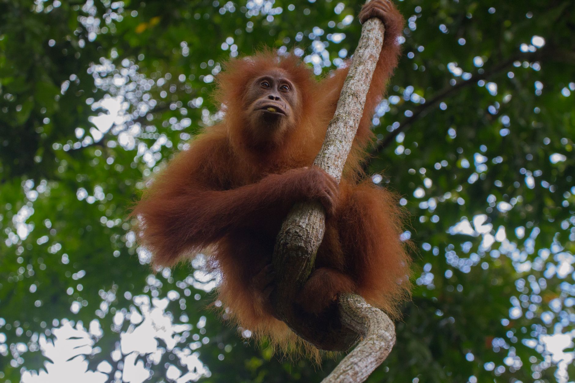 Wild orangutan climbing a vine high in the rainforest canopy, surrounded by green tropical foliage in Borneo.