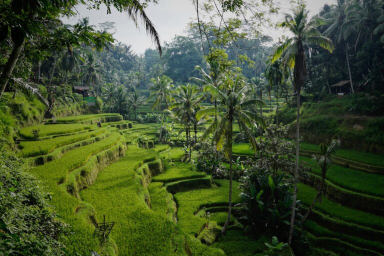 Morning mist over the lush green Tegallalang rice terraces near Ubud, Bali, with palm trees and tropical jungle in the background
