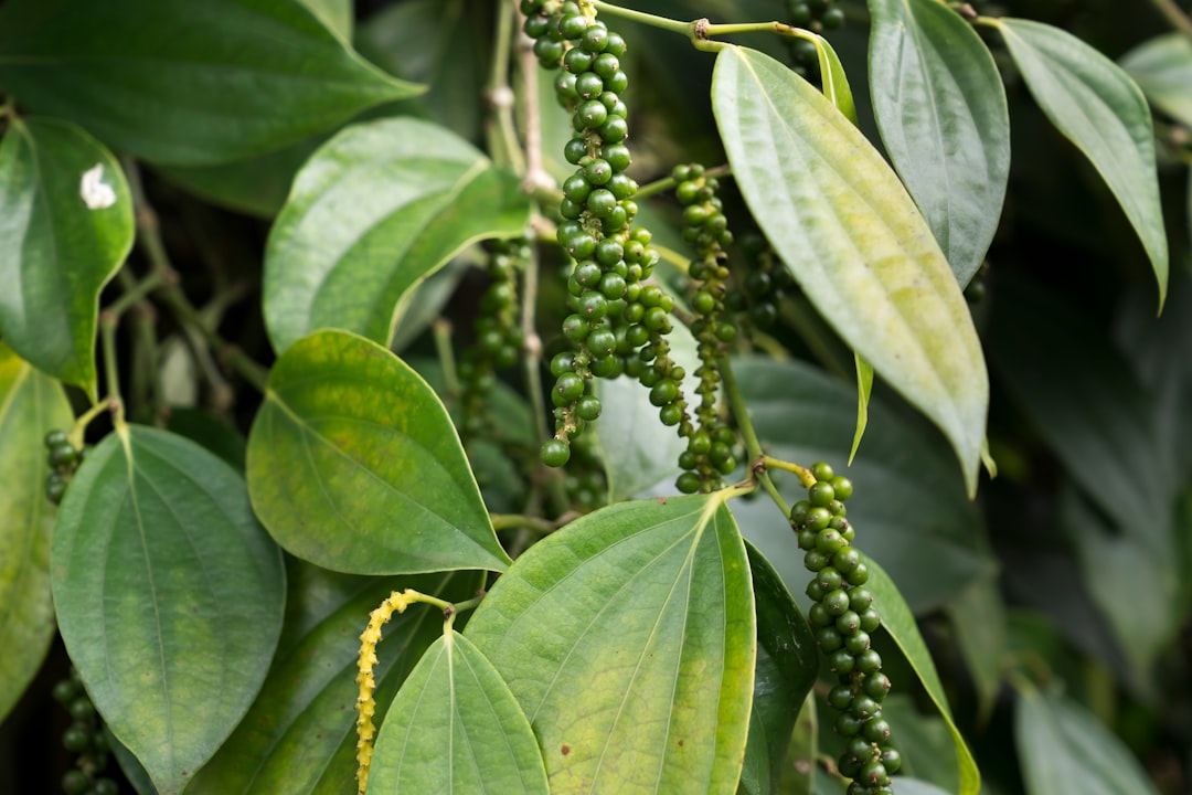 Green peppercorn clusters growing on a pepper vine, the kind found on Kampot pepper farms in Cambodia
