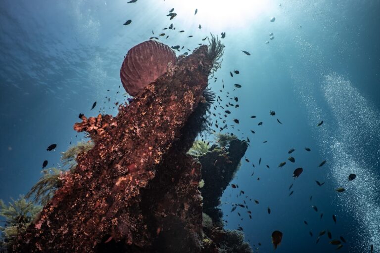 Coral-encrusted shipwreck structure viewed from below with fish and sunlight filtering through the water, Philippines