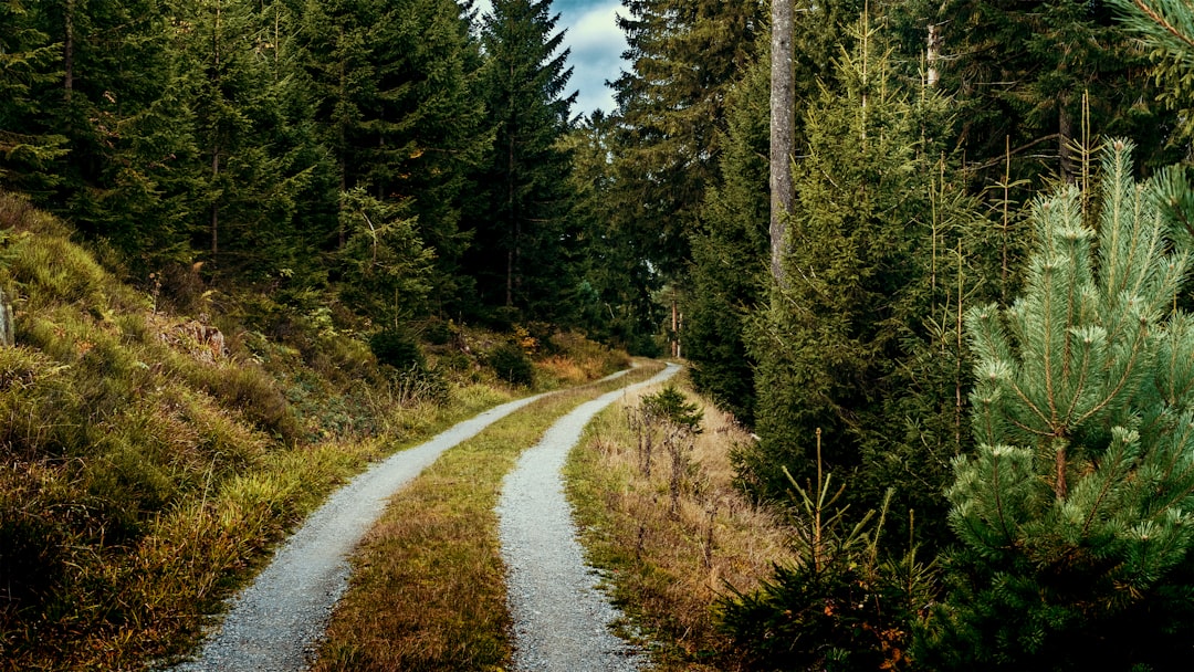 Winding pine forest trail in Baguio's highland mountains, similar to the Camp John Hay Eco Trail